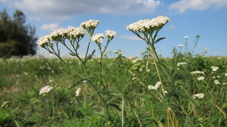 De los campos de batalla a la medicina natural: descubre el secreto de Aquiles para el dolor abdominal