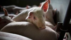 China impone aranceles del 20 % al cerdo de España y hasta el 62 % a otros países de la UE