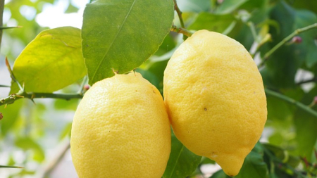 Plagas africanas y falta de agua lastran la campaña de cítricos de Alicante