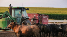 ¿Y si salváramos nuestras explotaciones agrícolas como salvamos nuestros bancos?