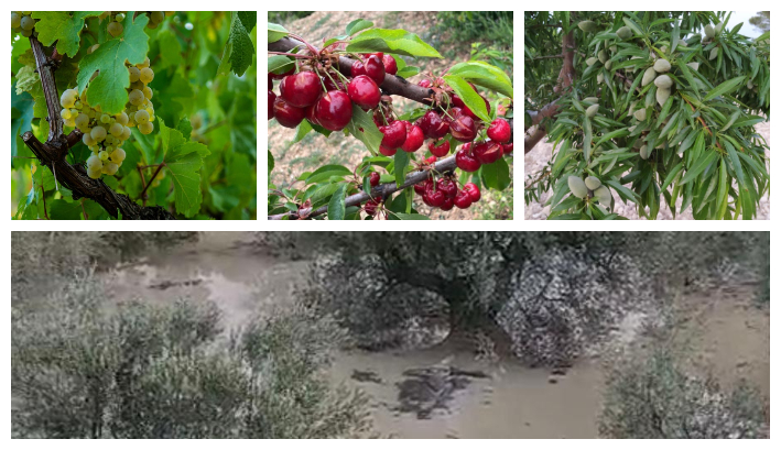 Uva moscatel (Imagen de Gutife de Pixabay)/Cerezos (Asaja Alicante)/Almendros (Gentileza José Daniel Rodríguez/Asaja Alicante)/