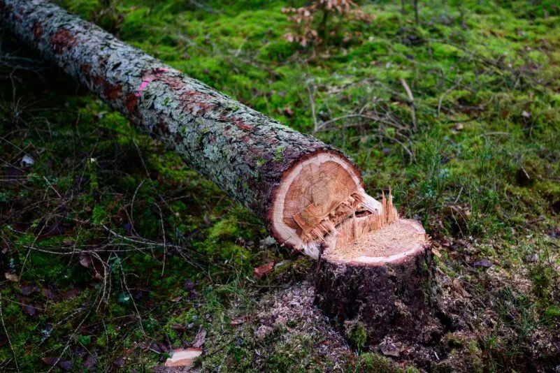 La Comisión Europea propone debilitar la ley de protección forestal prevista