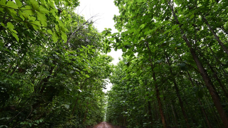 Vista general de un bosque reforestado en el bosque protegido de Tene, cerca de Oumé, en la región suroeste de Costa de Marfil, el 19 de mayo de 2021. La deforestación causada por el cultivo de cacao, del cual Costa de Marfil es el mayor productor mundial de granos, ha reducido la superficie forestal marfileña de 16 a 2 millones de hectáreas, según expertos ambientales. Foto de Issouf Sanogo /AFP vía Getty Images