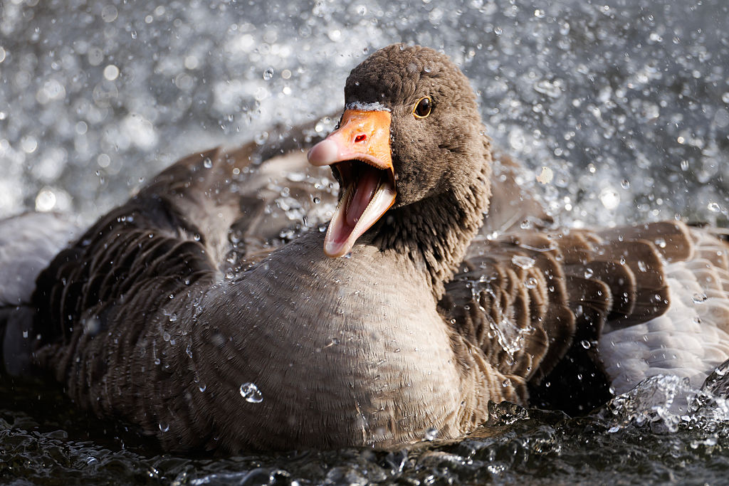 Agricultura prohíbe criar aves al aire libre y usar patos o gansos como señuelos por el repunte de gripe aviar
