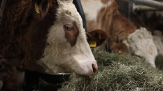 Dinamarca en alerta: el «pienso climático» para vacas afecta la salud de los animales y la producción