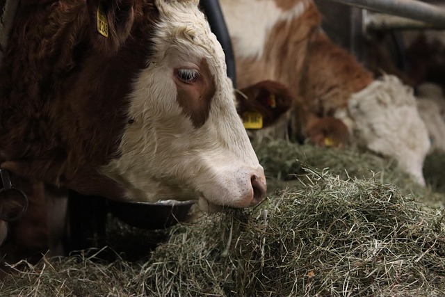 (Imagen de Branko Jet en Pixabay)