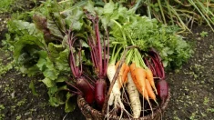 La ilusión de la seguridad: cómo la burocracia destruye nuestra salud y libertad