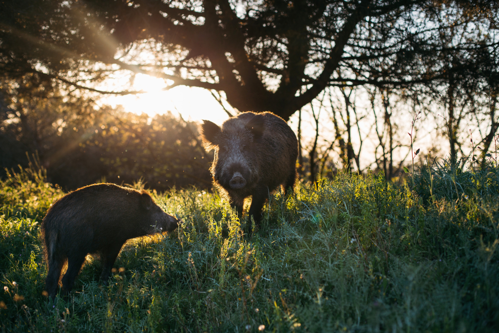 España en alerta por dos casos de peste porcina en jabalíes: Cataluña despliega un mapa de vigilancia