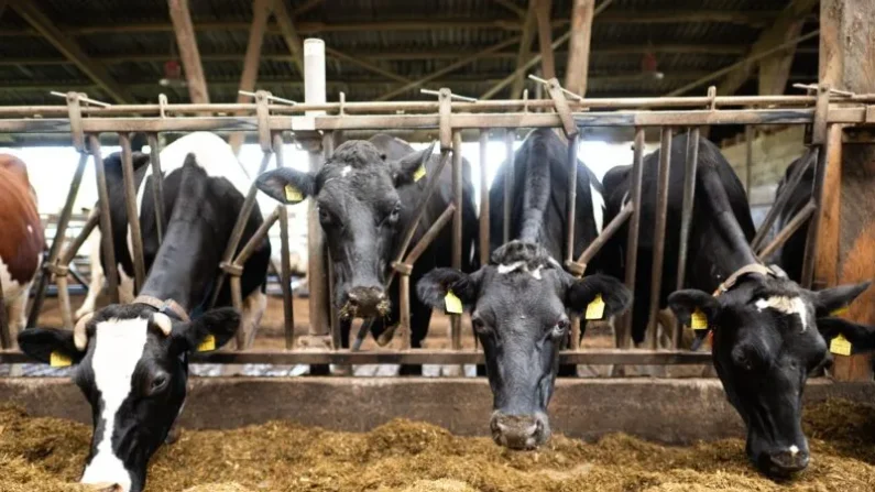 Tras las protestas de los agricultores en la UE el año pasado, ya se han promulgado normativas que flexibilizan las restricciones para el sector. (Foto de archivo)

Foto: Sina Schuldt/dpa