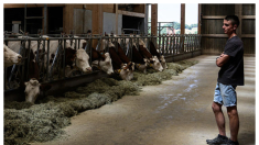 Brote de dermatosis nodular en Francia: ganaderos protestan por falta de medidas y matanza sistemática de animales