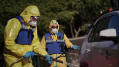 Unión de Uniones reclama «no escatimar recursos» para detener la peste porcina: van 9 jabalíes positivos y otros 50 en análisis