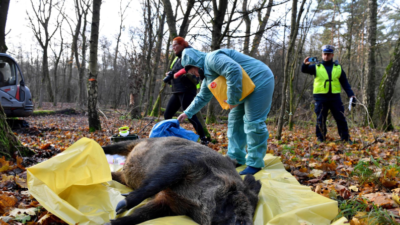 Imagen de archivo de un veterinario observando un jabalí muerto por peste porcina. Foto: EFE/EPA/MARCIN BIELECKI