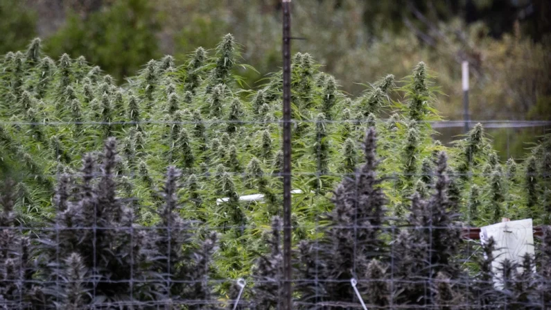 Agricultores cultivan marihuana en las afueras de Covelo, California, el 9 de octubre de 2025. John Fredricks/The Epoch Times